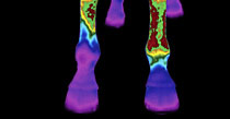 Veterinary Thermal Camera Application