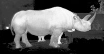 Wildlife Thermal Camera Application